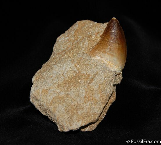 Great Mosasaur Tooth in Matrix #214